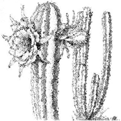 The San Pedro Sessions