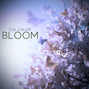 Bloom - Single