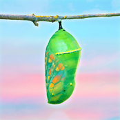 Chrysalis