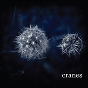 Sleepwalking by Cranes