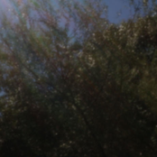 植物と光 (Shokubutsu To Hikari)