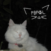 Обійми туманів