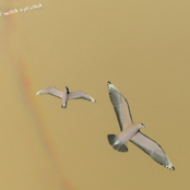 Demos: Instrumentals