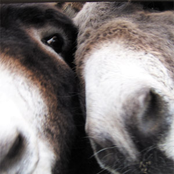 Adam Boucher - Hee Haw