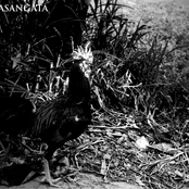 Asylum Archives Collection