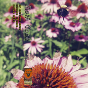 Moth Cock: If Beggars Were Horses Wishes Would Ride