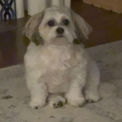 i failed my drivers test again (stripped)