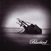 Bluebird: Black Presence