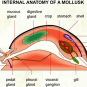 Baby Mollusk & The Big Baby Mollusks