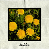 Dandelion