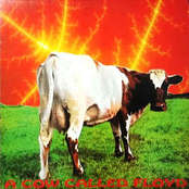 A Cow Called Floyd