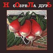 Созрела Дурь