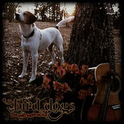 The Bird Dogs: Fool Hearted Dreams