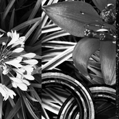 Rainbow Shower & Slug In Garden