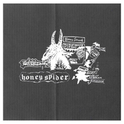 Honey Spider