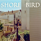 Shore Bird