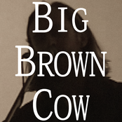 Big Brown Cow