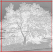 c.whitescale