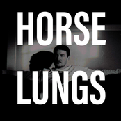Horse Lungs