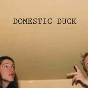 domestic duck