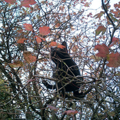 Nieeh Awaeew Mwrr Eeh