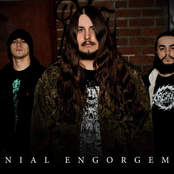 cranial engorgement