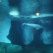 Baby Beluga ／／ DMT-771