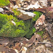 Spruce of Tomb :(Split with Phyllomedusa):