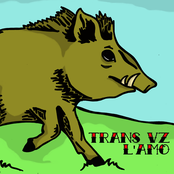 Split Trans VZ / L'AMO