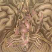 Ohrenschrauben/Ohrensausen