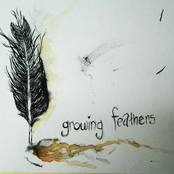 growing feathers