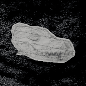 Mycorrhiza - Extras from CTV