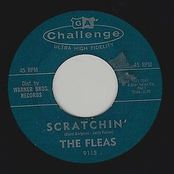 the fleas