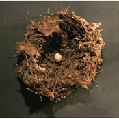 The Pollies: Where The Lies Begin