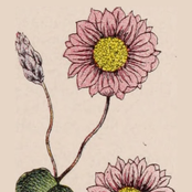 For the Fairest // Trivial