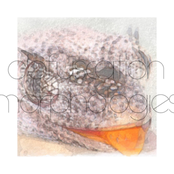 Obfuscation Morphologies