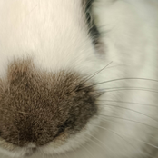 Amor Tóxico (Versión Rock)