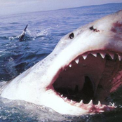 NDL