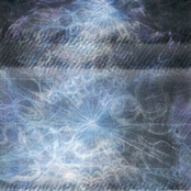 The North Sea / Bones of Seabirds