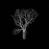 Bloom Innocent (Acoustic)