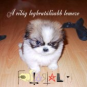 A világ legbrutálisabb lemeze EP