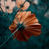 Everbloom