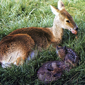 oh, you don't say?!! (sythethic + venny+ pooka) deer2424