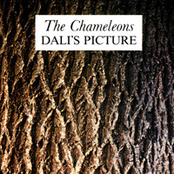 Dali's Picture by The Chameleons