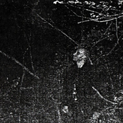 The Epitome of the End of the Cavernous Forestry