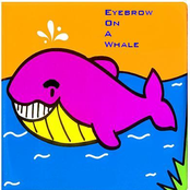 eyebrow on a whale