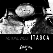 Actual Wolf: Itasca