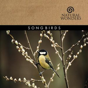 Songbirds