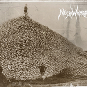 Where Dead Wombats Go