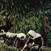 Cedar Tree Leaves in Springwoods / Untitled